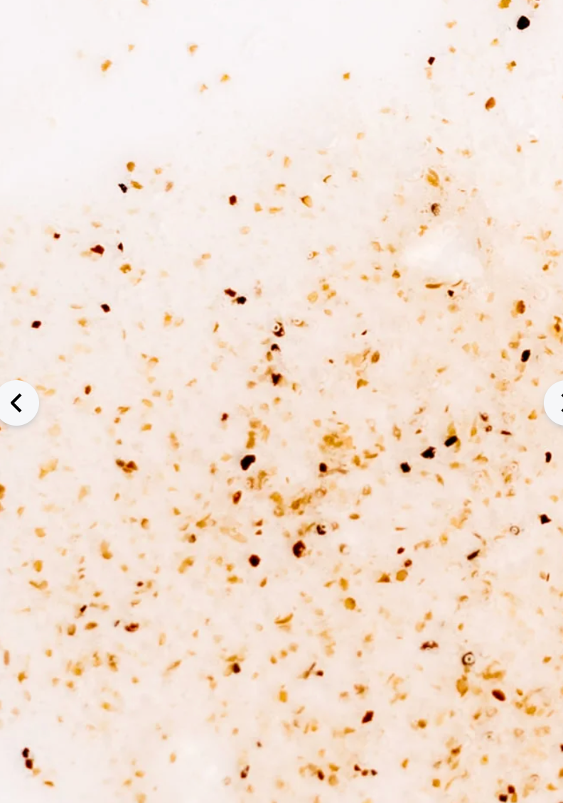 JOJE GLOW - Hibiscus Petal Scrub Cleanser **DEC 10TH LIVE PREORDER*(IN HOUSE)