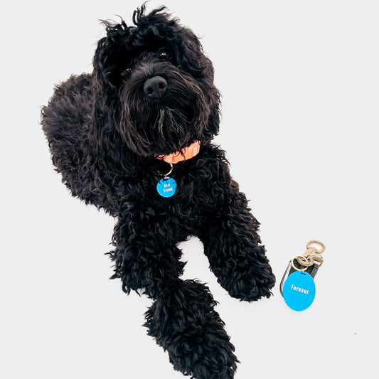 Gus & Co - Dog Tag and Keychain Set Wholesale-Pretty Simple
