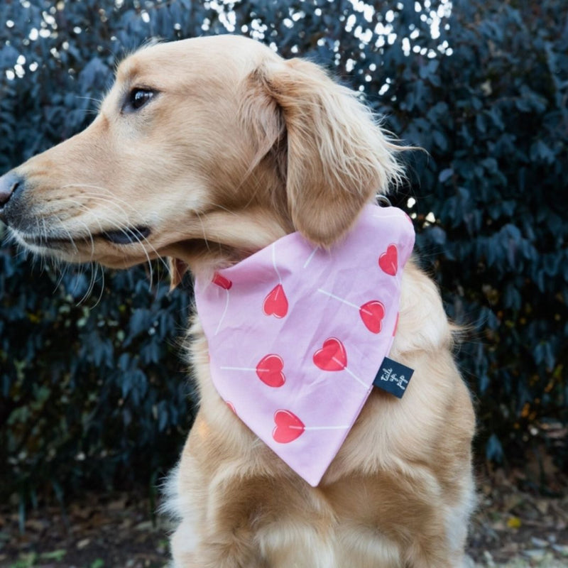 Heart Sucker Valentine's Dog Slip On Bandana - Hearts | FINAL SALE