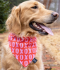 XOXO Valentine's Dog Slip On Bandana - Hearts | FINAL SALE