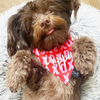 XOXO Valentine's Dog Slip On Bandana - Hearts | FINAL SALE