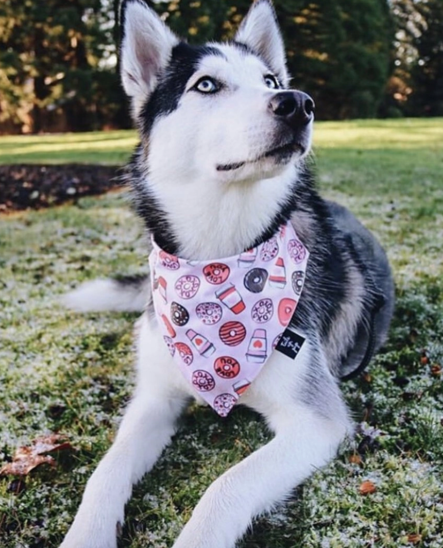 Donut Valentine's Dog Slip On Bandana | FINAL SALE