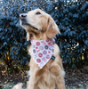 Donut Valentine's Dog Slip On Bandana | FINAL SALE