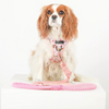 Hand Dyed Cotton Rope Dog Leash - Peach Ombre | FINAL SALE