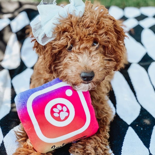 Instagrram Plush Dog Toy